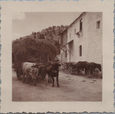 Yugoslavia, haystacking buffaloes, vintage print, ca.1930 silver print