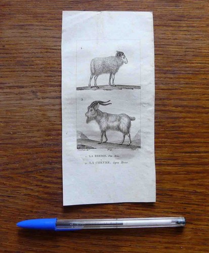 Gravure animalière xix - gravure,