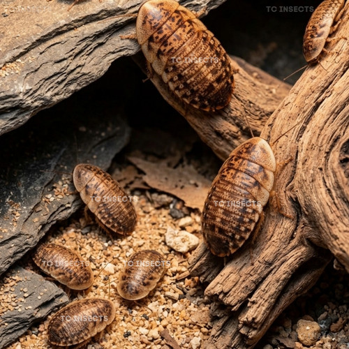 Best Live Feeder Insects Dubia