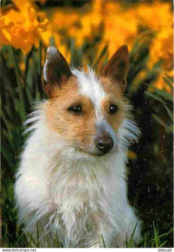Carte postale animaux - -,