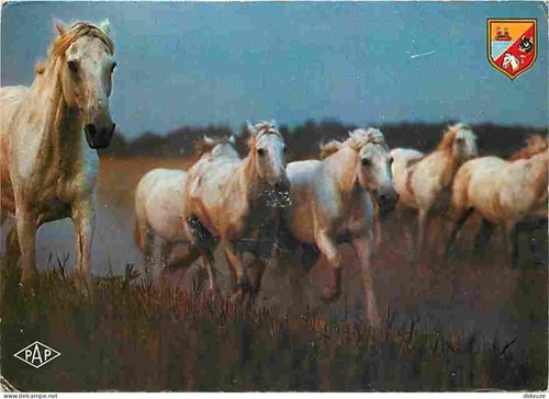 Carte postale animaux - carte,