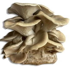 Italian Oyster Mushroom Grow