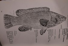 1966-POISSONS DES CÔTES DE