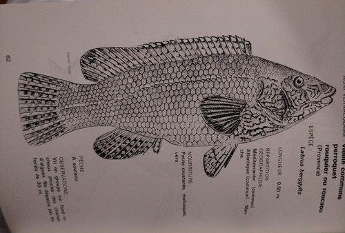 1966 poissons des - des, de