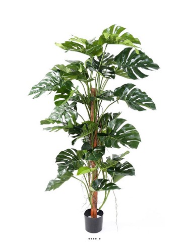Philodendron monstera - philodendron,