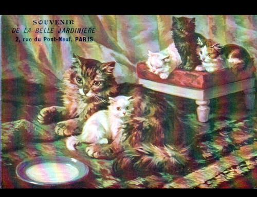 Chat chaton belle - chat,
