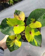 RARE AUTHENTIC Caladium Luang 1 bulb