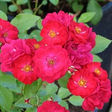 Rosa 'Fairy Dance' - Rosier polyantha paysager rouge cœur jaune parfumé