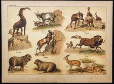 1890ca - Bouquetin, Chèvre, Chamois, Mouflon - Chromo lithographie & Zoologie