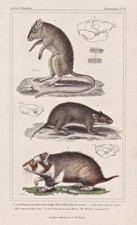 Egyptian Gerbille Hamster