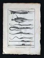 1789 Bonnaterre Fish Print