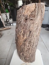 Bois d'olivier Provence N°X12