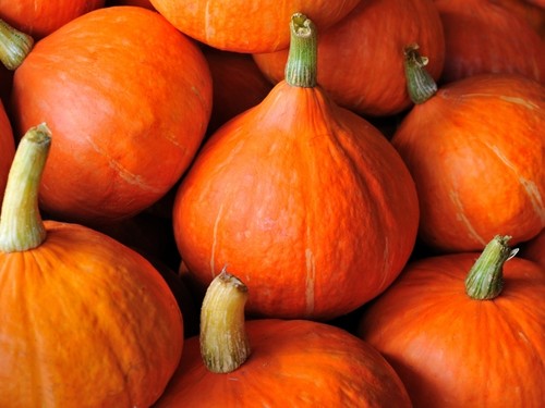Graines courge - 15,
