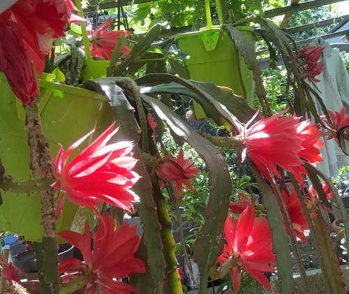 Epiphyllum cactus orchidée - epiphyllum, .cactus