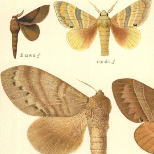 Adalbert seitz papillon - adalbert, bhima