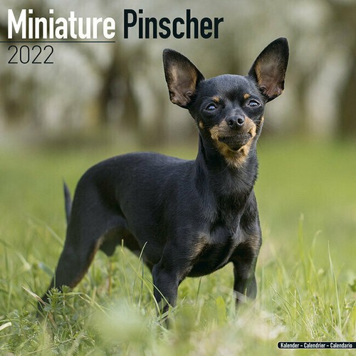Calendrier 2022 pinscher - calendrier,
