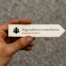 Argyroderma crateriforme 1000