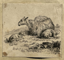 Brebis couchee Agneaux GRAVURE
