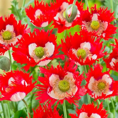 Pavot danish flag 50 - 🌹,