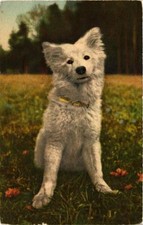 Old postcard AK Samoyede Dogs (729271)