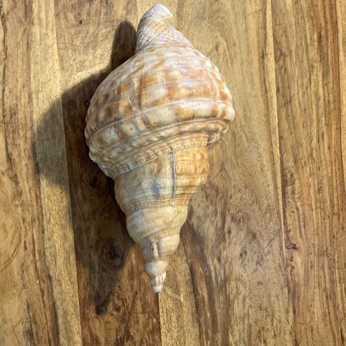 Coquillage triton souvent - coquillage, (souvent