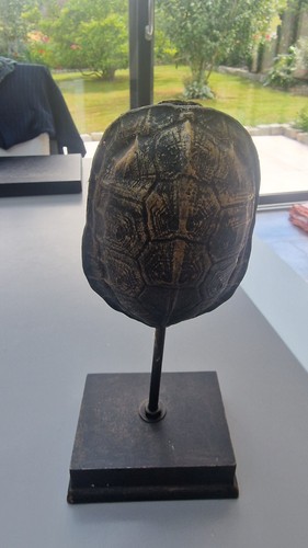 Sculpture décorative carapace - sculpture,