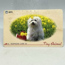 Tiny Animal Coton de Tuléar