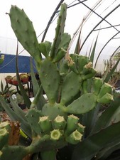 Opuntia vulgaris 1 cutting 1 bouture succulent frosthardy outdoor