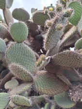 SILVER FIGLY PEAR - AARON'S