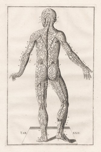 Squelette humain muscles - muscles,
