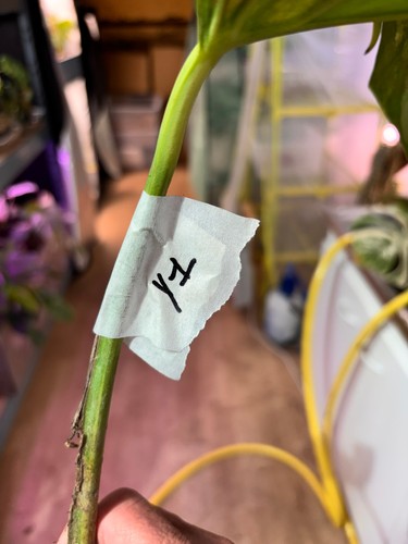Bouture monstera yellow - monstera,