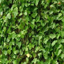 Philodendron scandens - Philodendron grimpant | Philodendron à feuilles de cœur