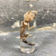 Spécimen humide de gecko