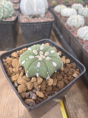 Astrophytum asterias cv - ,