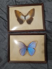 2 Cadres PAPILLON ANCIEN CADRE