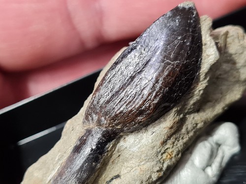 Dent dinosaure atlasaurus - dinosaure,