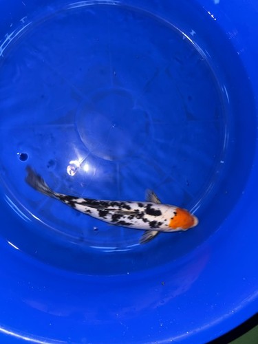 Japanese koi tancho - sanke, 14