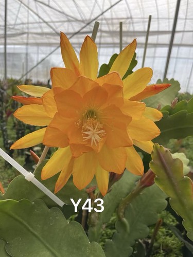 Boutures d epiphyllum - 🌵, d’epiphyllum