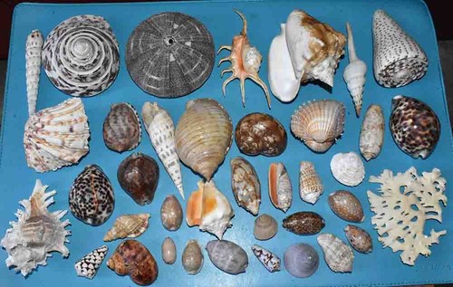 Coquillages collection de 38 - coquillages,