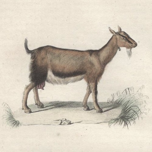 Chèvre bouc - et, le