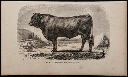1860 taureau la - 1860,