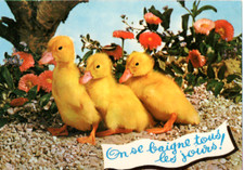 Carte postale Animaux