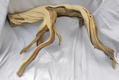Giant manzanita trunk branches - trunk,