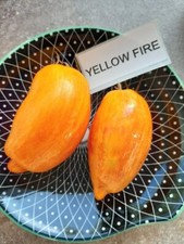 Tomato Yellow Fire Tomato 5+ Seeds - Seeds - Graines - Seeds P 354