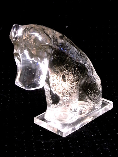 Grand chien fox - 🇫🇷,