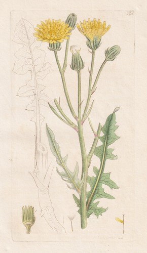 Crepis biennis pissenlit - crepis,