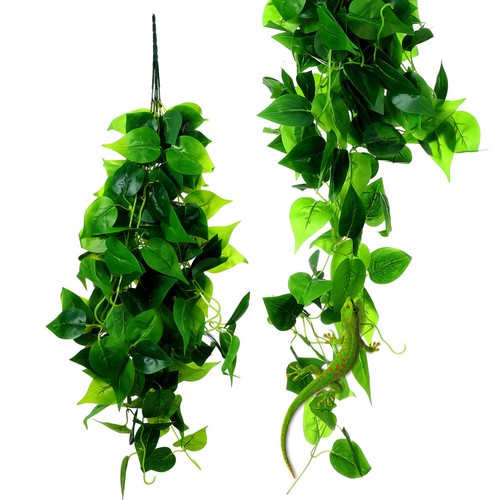 Pcs plantes terrarium - 2,