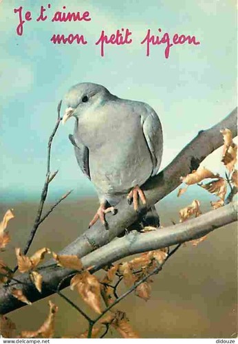 Carte postale animaux - carte,