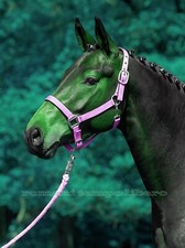 Licou Stall Pour Chevaux en Nylon Double Réglage Headcollars Halter