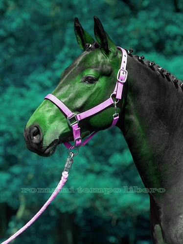 Cavezza capezza pour chevaux - capezza,